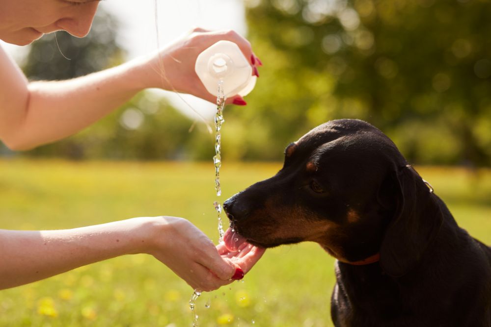 Prevenir la deshidratacion en tu mascota