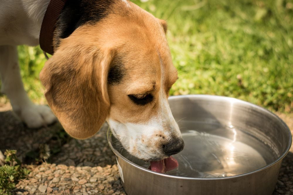 Que cantidad de agua necesita un perro