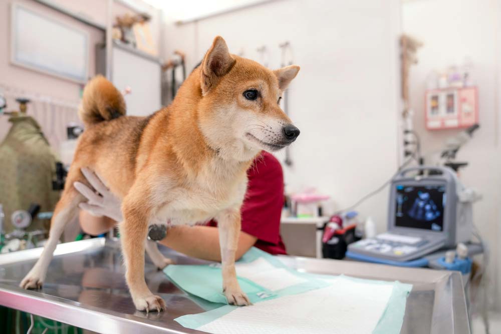 Shiba Inu veterinaria