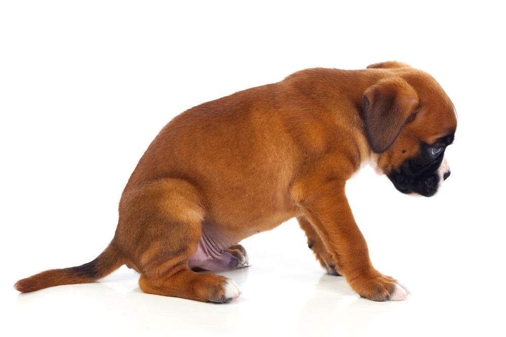 Sintomas y Diagnostico del Parvovirus Canino