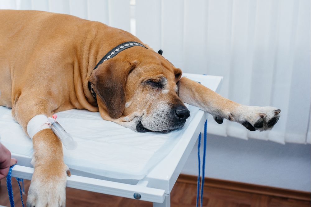 Tratamiento y manejo del parvovirus canino