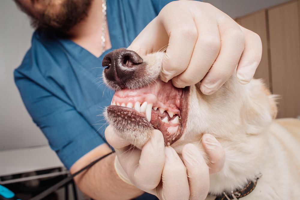 como es la dentadura de un perro