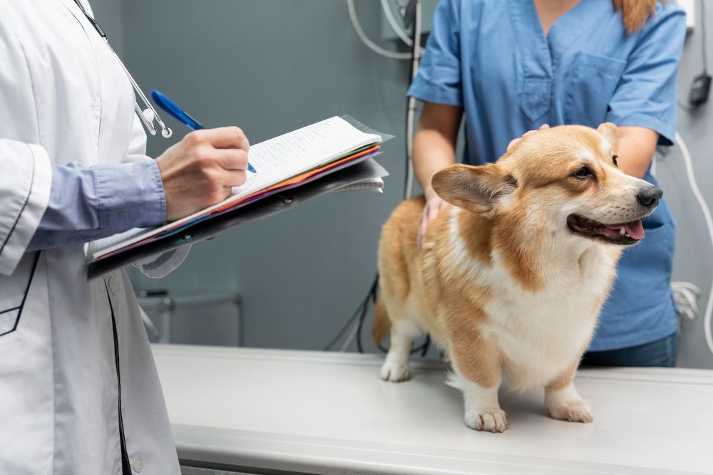 como se diagnostica el moquillo canino