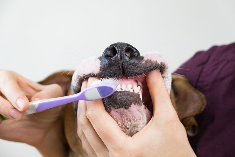 consejos para el cuidado de la dentadura de tu Perro