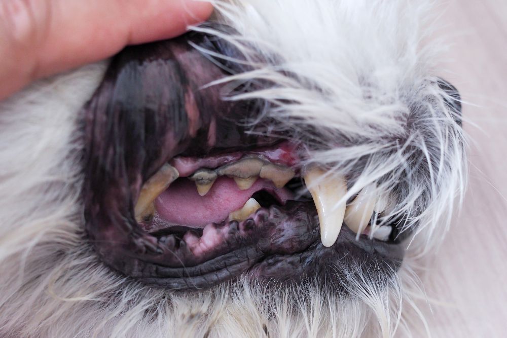 cuales son los signos de problemas dentales en los perros