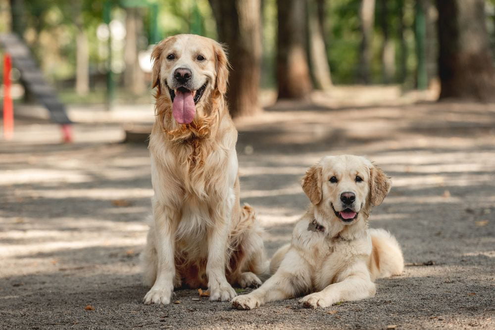 hay diferencias en la desparasitacion de perros adultos y cachorros