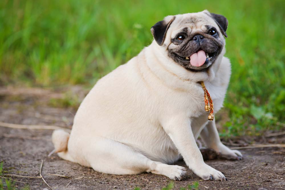 Dietas para combatir el sobrepeso en perros