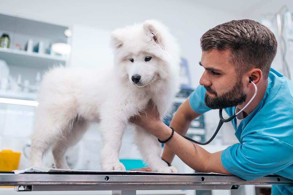 Piensos hipoalergenicos asistencia veterinaria
