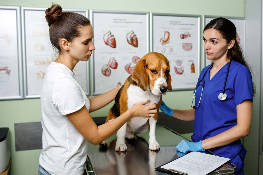 Consulta veterinario