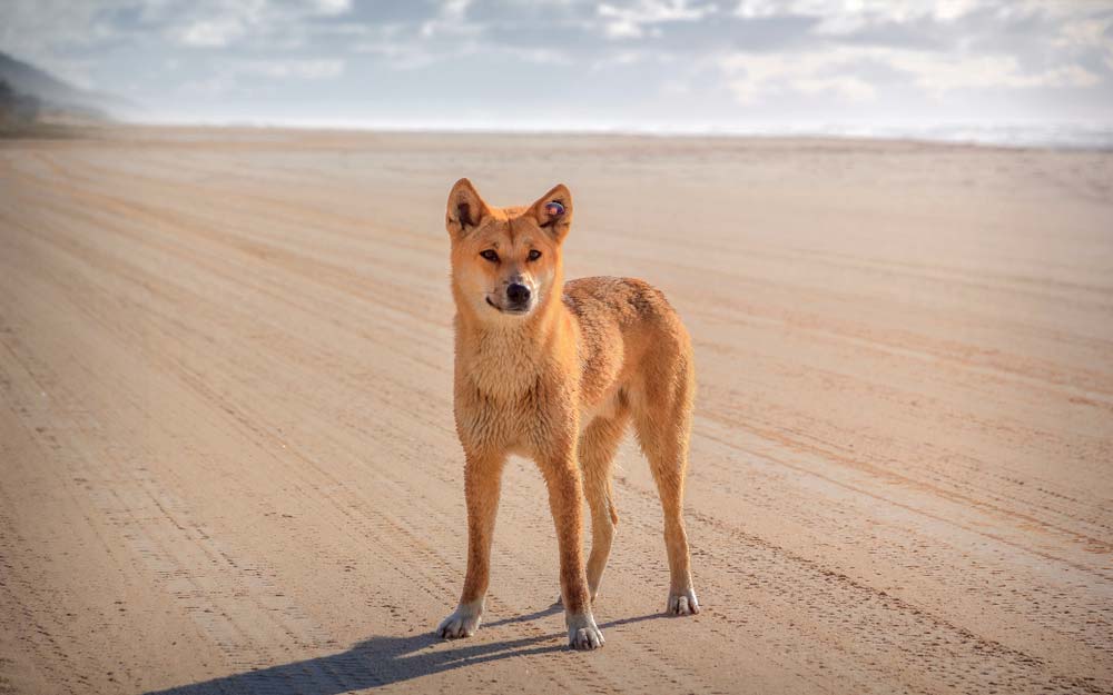 Dingo australiano