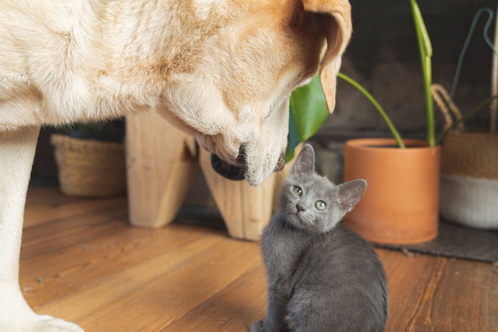 Labrador retriever muy sociable con otras mascotas