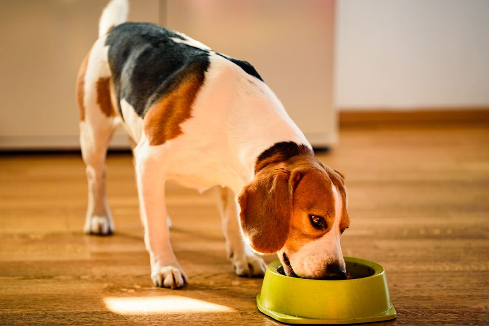 Necesidades alimenticias del Beagle
