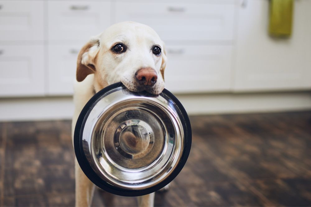 Requisitos nutricionales del Labrador Retriever