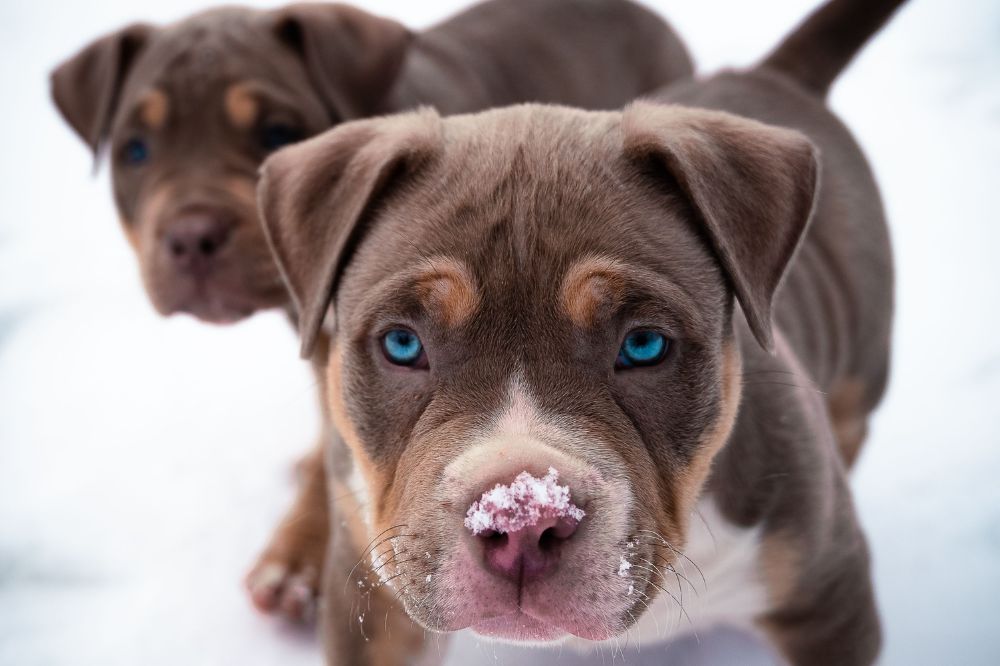 Características particulares del cachorro de Pit Bull Terrier americano