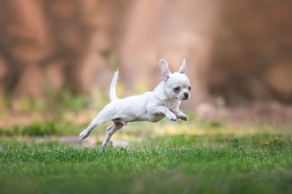 Caracteristicas unicas que definen al Chihuahua de pelo corto 