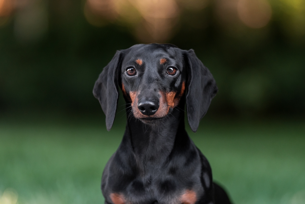 Portrait,Of,A,Miniature,Dachshund,In,The,Park