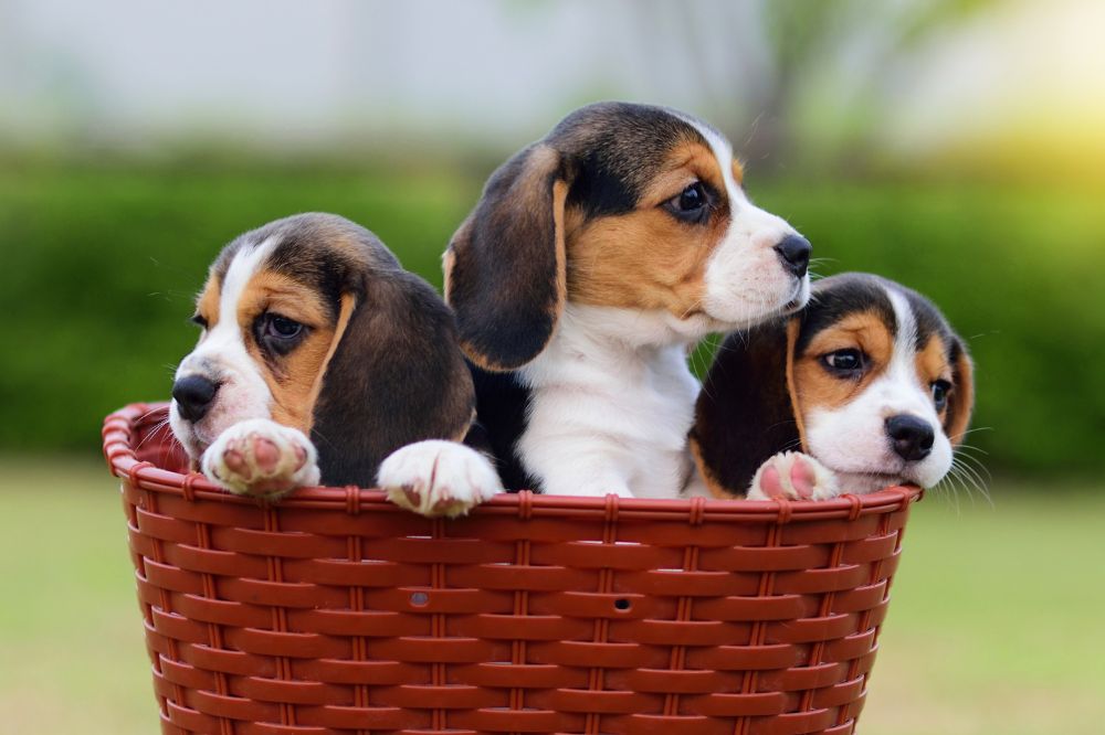 Crianza y socializacion del cachorro de Beagle