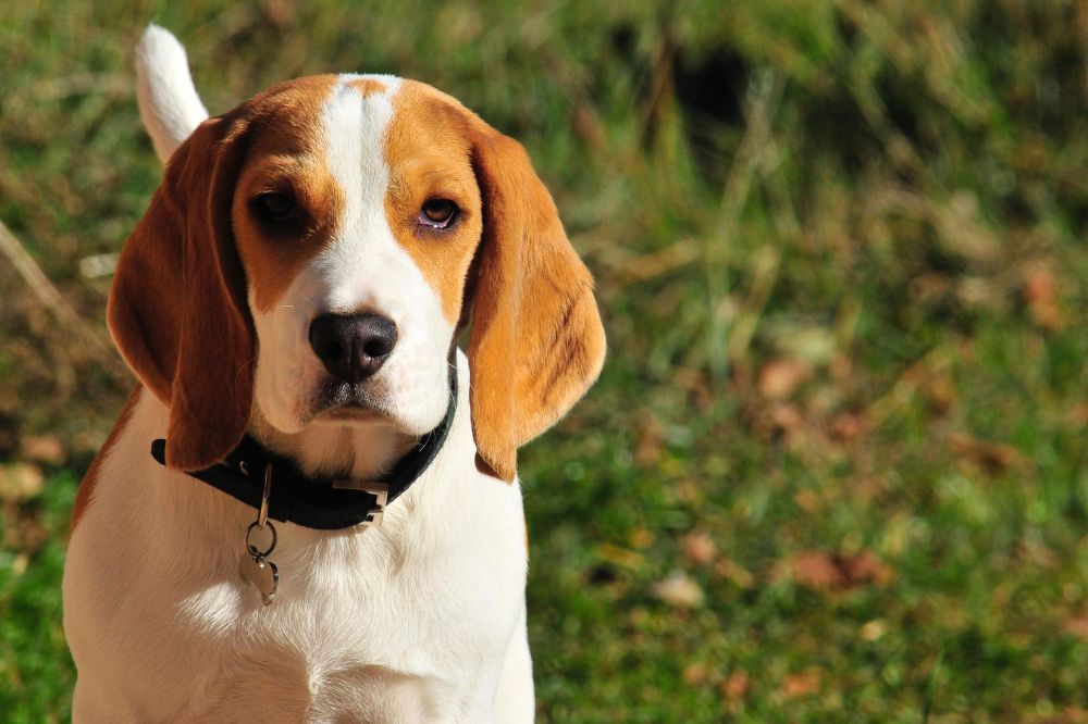 Curiosidades sobre los Beagles que te dejarán boquiabierto