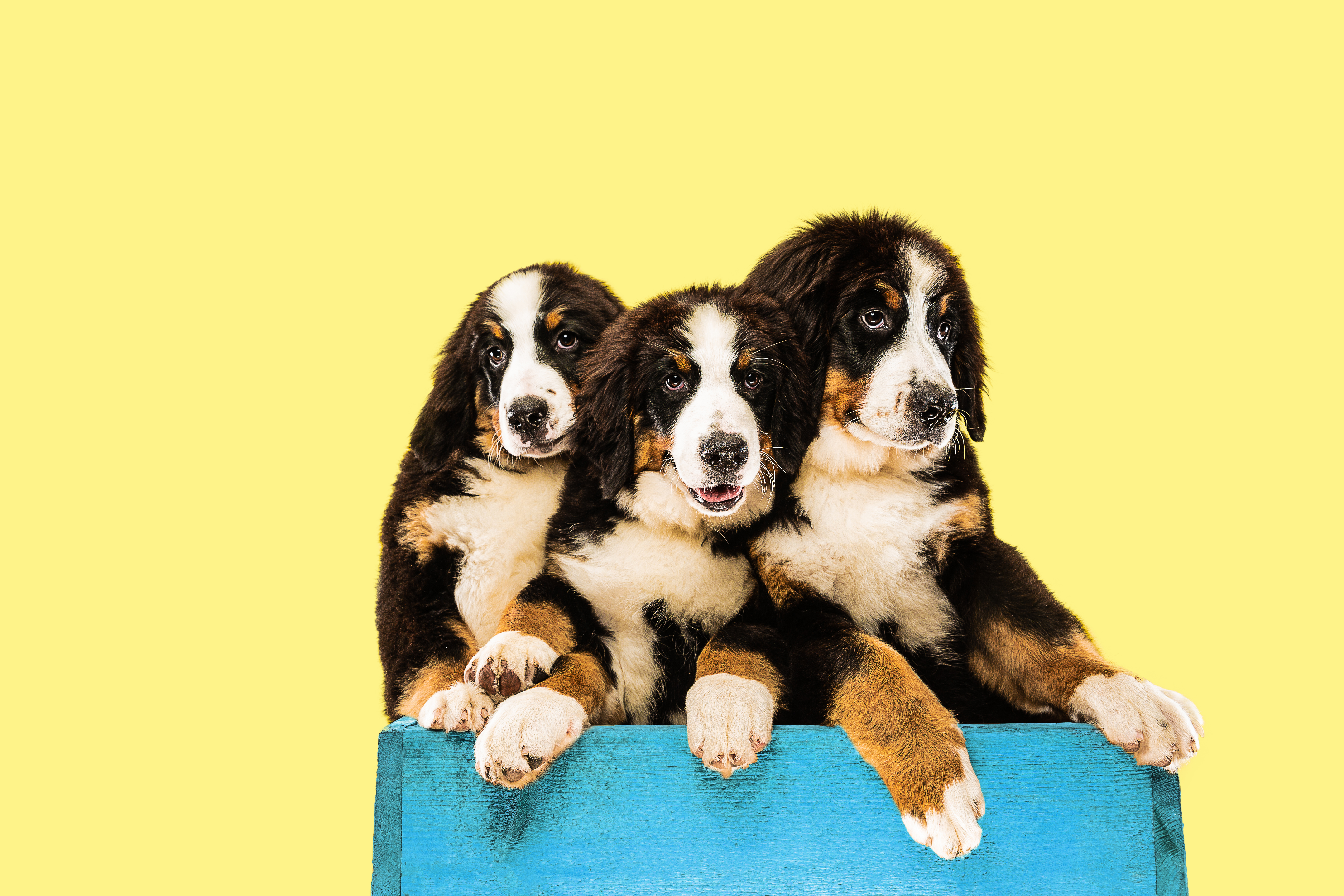Studio shot of berner sennenhund puppies on yellow studio background