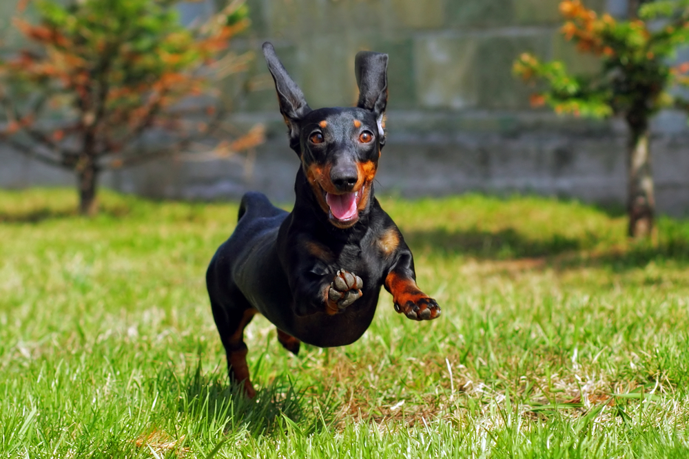Happy,Dog,German,Haired,Dwarf,Dachshund,Playing,In,The,Back