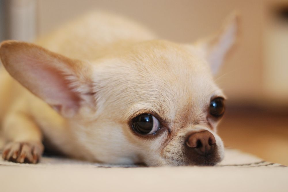 Descripcion general del Chihuahua Tamano pelaje y apariencia
