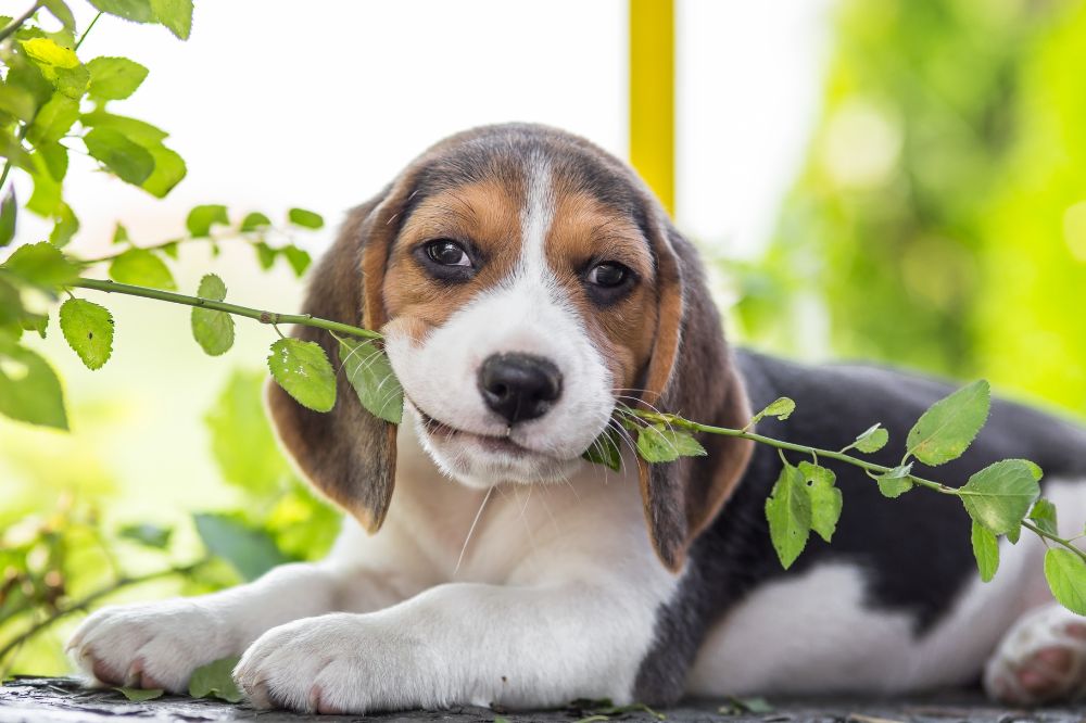 Descripcion general del cachorro de Beagle tamano pelaje y apariencia