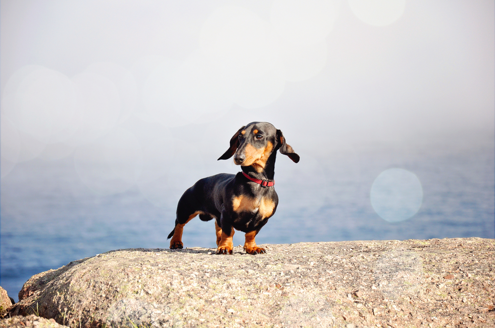 Miniature,Black,And,Tan,Dachshund,At,The,Ocean,Shore,Standing