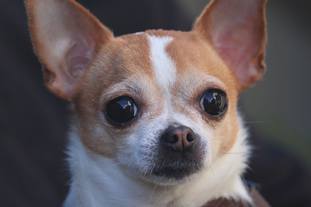 Enfermedades comunes del Chihuahua Medidas Preventivas