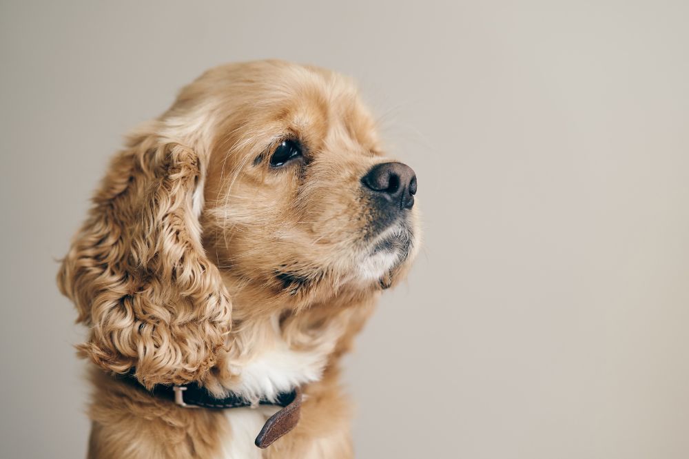 Enfermedades comunes del cachorro de Cocker Spaniel Inglés medidas preventivas
