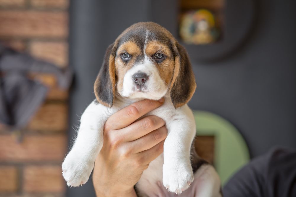 Importancia de adoptar cachorros de Beagle