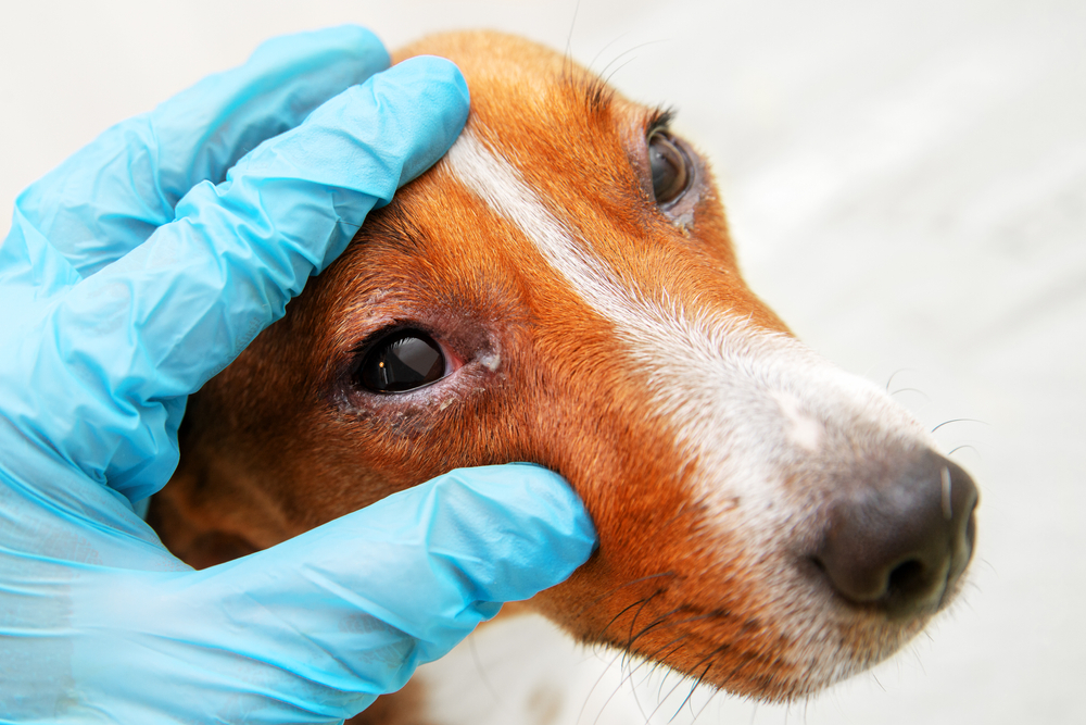 Veterinarian,Check,On,The,Eyes,Of,A,Dog,Dachshund ,Conjunctivitis
