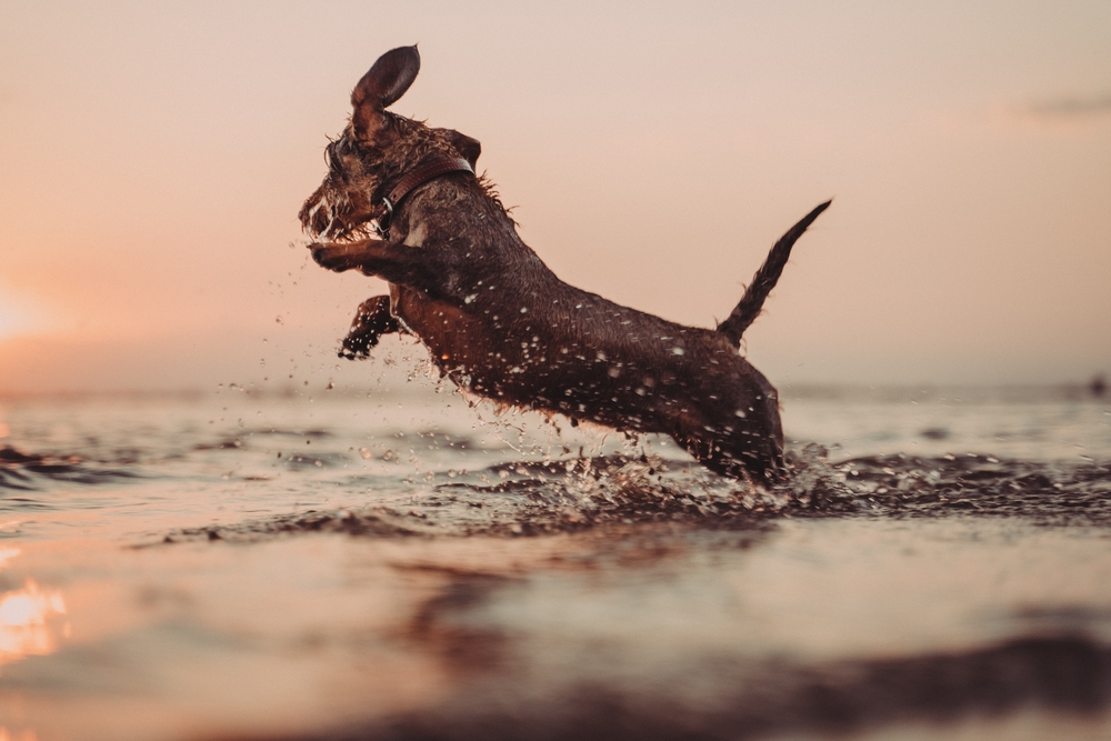 Dachshund,Dog,Jumps,Playing,On,The,Shore,Of,The,Beach