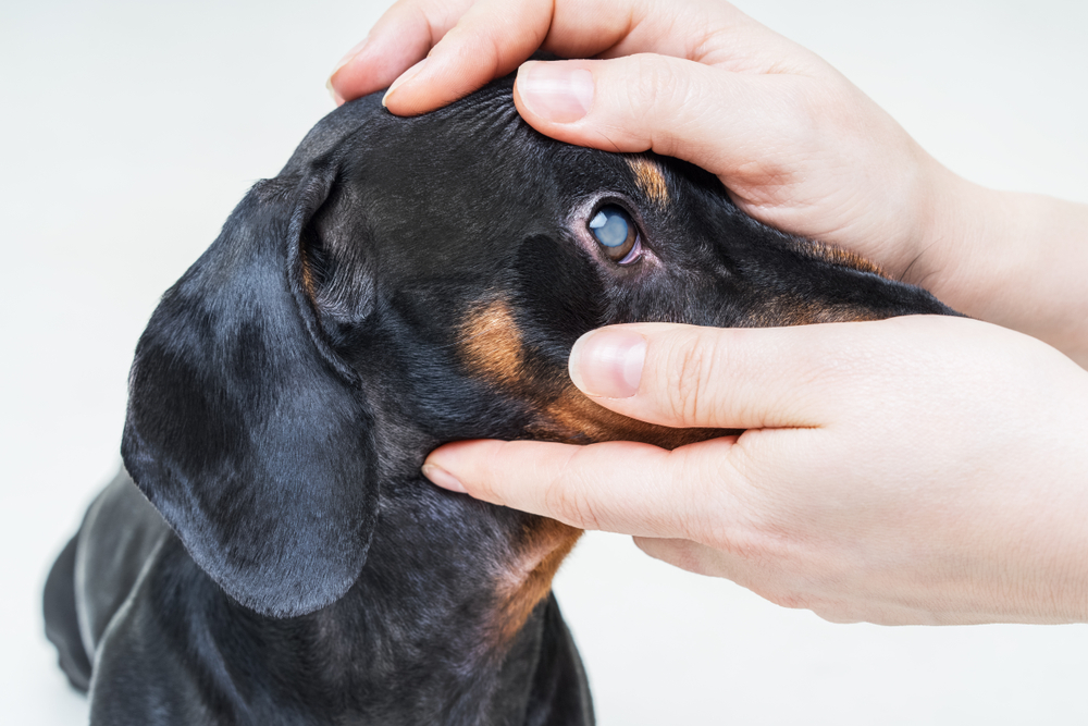 Veterinarian,Examine,On,The,Eyes,Of,A,Dog,Dachshund ,Cataract