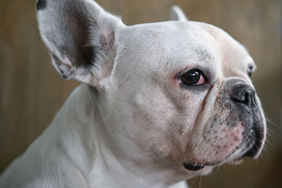 Preguntas frecuentes sobre el Bulldog Frances blanco