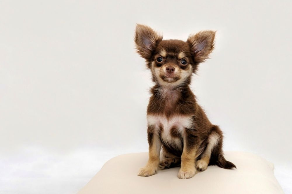 Preguntas frecuentes sobre el Chihuahua Miniatura o Toy