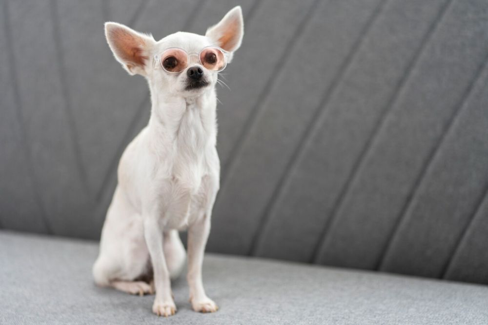 Preguntas frecuentes sobre el Chihuahua de pelo corto