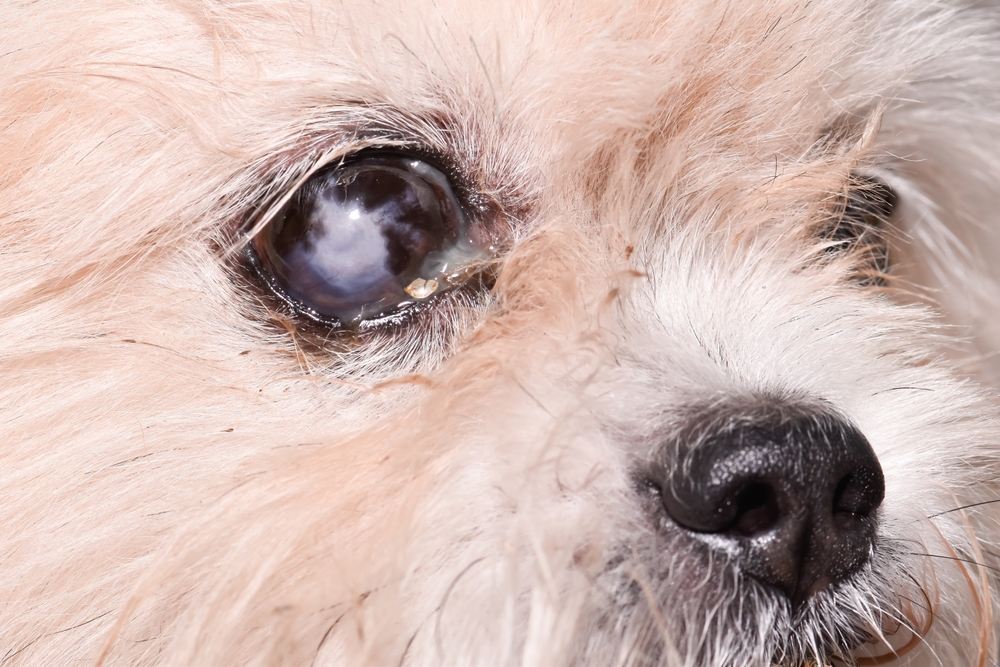 Close,Up,Of,Eye,Diseases,In,Older,Dogs