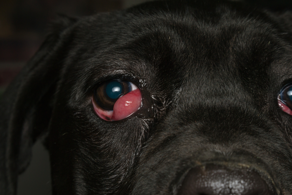 Close up,Photo,Of,A,Black,Dog,With,Cherry,Eye,,Cane