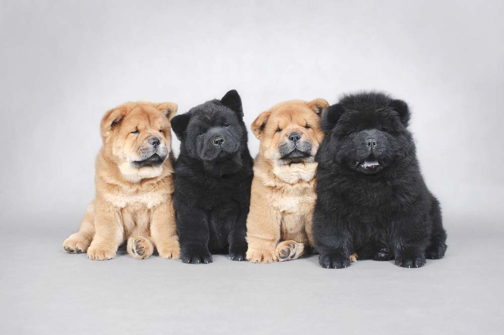 Chow Chow chiots