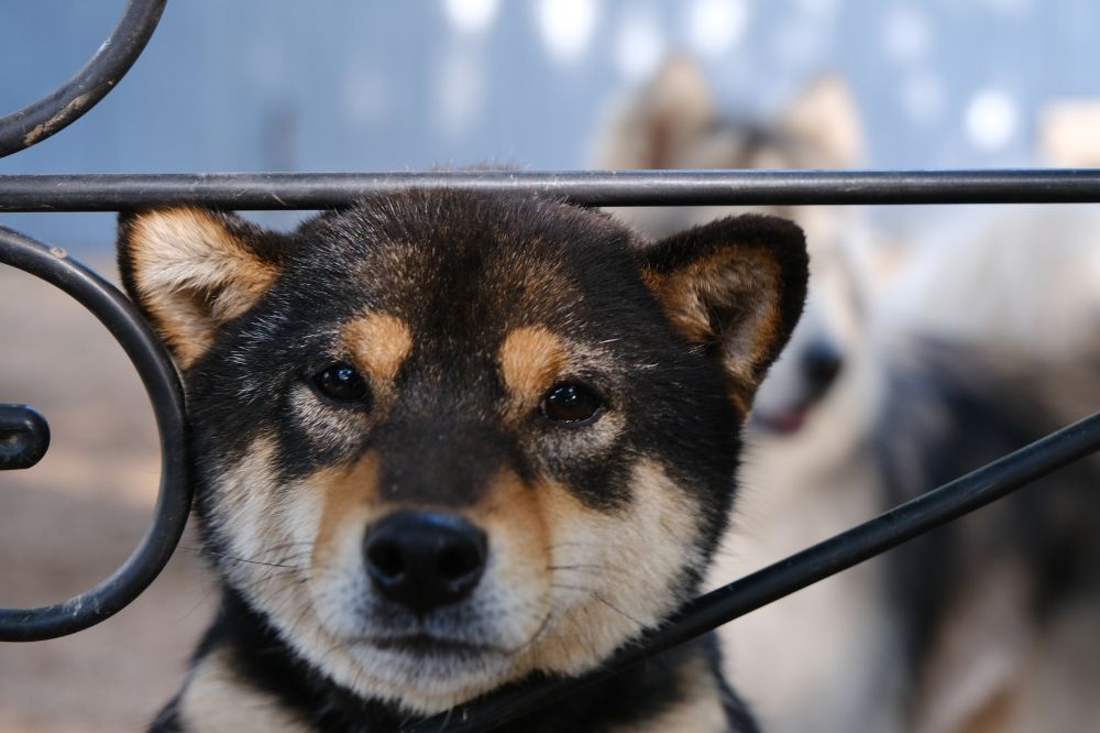 Curiosidades y datos interesantes de los cachorros de Shiba Inu