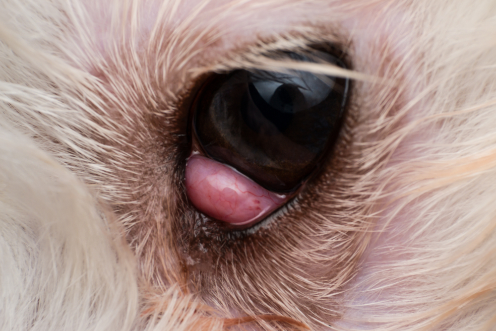 The,Prolapsed,Lacrimal,Gland,In,Dog,Close up