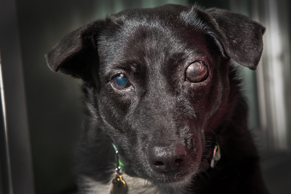 Blind,Dog, ,Glaucoma,In,Dogs, ,It,Is,A