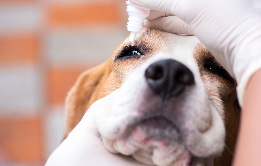 Veterinary,Drug,Eye,Drops,Beagle,Dogs,Prevent,Infectious,Diseases,Cherry