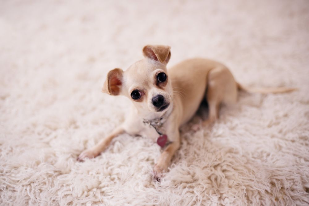 Suggerimenti su come il Chihuahua interagisce con i bambini e gli altri animali domestici