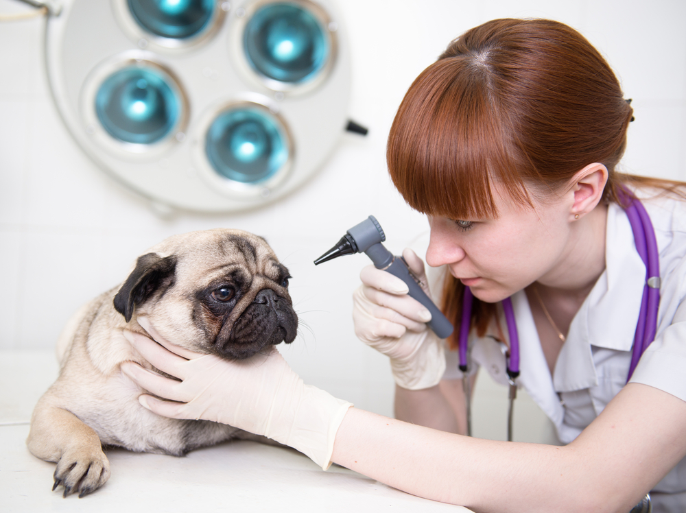 Female,Veterinarian,Examining,Eyes,Of,Dog,In,Clinic,With,An