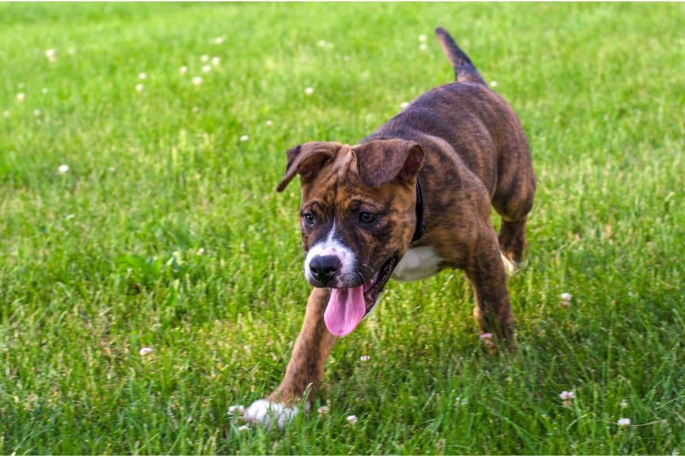 Datos llamativos del Pit Bull Terrier Americano