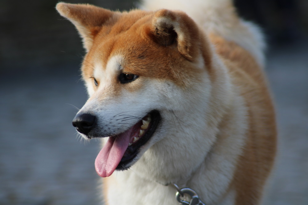 Cartello 'Attenzione Al Cane' Con Akita Inu Brindle – PVC 3mm, 15x10 Cm, Prodotto In Francia